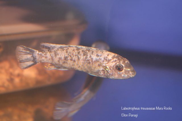 Labeotropheus trewavasae Mara Rock (OB samice)