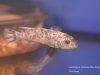 Labeotropheus trewavasae Mara Rock (OB samice)