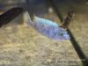 Labeotropheus trewavasae Mara Rock (MC samec)