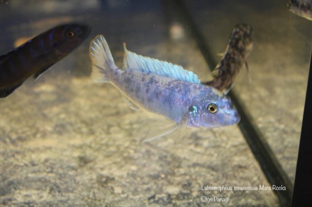 Labeotropheus trewavasae Mara Rock (MC samec)