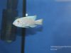 Labeotropheus trewavasae Mara Rock (MC samec)