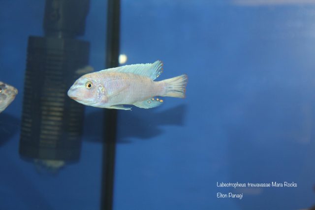 Labeotropheus trewavasae Mara Rock (MC samec)