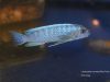 Labeotropheus trewavasae Mara Rock