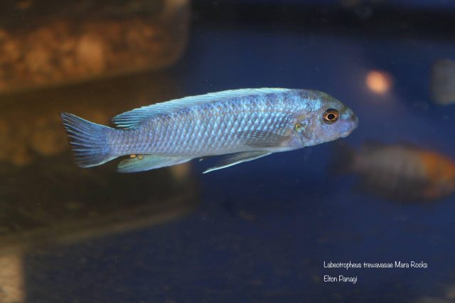 Labeotropheus trewavasae Mara Rock