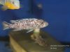 Labeotropheus trewavasae Mara Rock (OB samice)