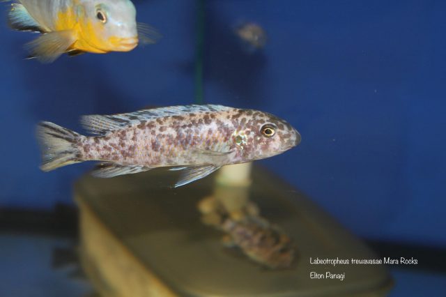 Labeotropheus trewavasae Mara Rock (OB samice)