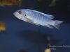 Labeotropheus trewavasae