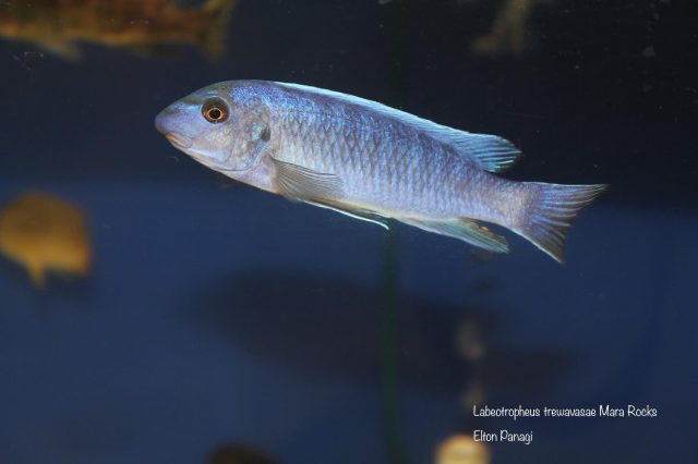 Labeotropheus trewavasae