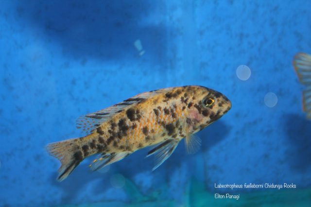 Labeotropheus fuelleborni Chidunga Rocks (OB samice)