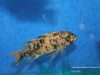 Labeotropheus fuelleborni Chidunga Rocks (OB samice)