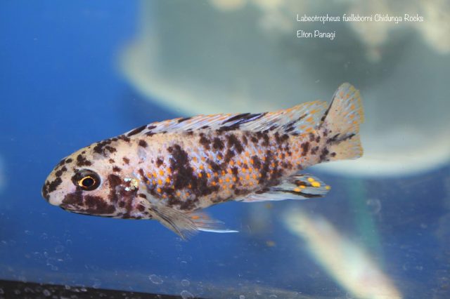 Labeotropheus fuelleborni Chidunga Rocks (OB samice)