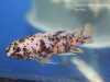 Labeotropheus fuelleborni Chidunga Rocks (OB samice)