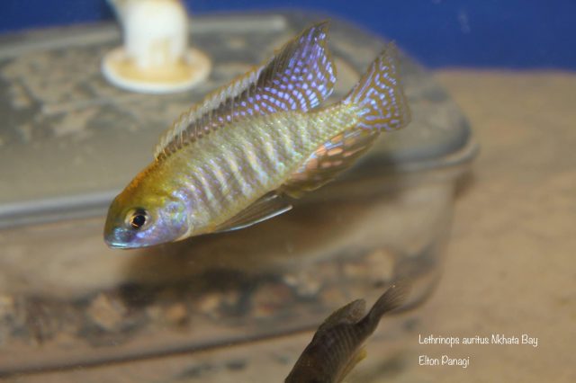 Lethrinops microstoma Nkhata Bay (samec)