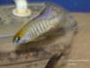 Lethrinops microstoma Nkhata Bay (samec)