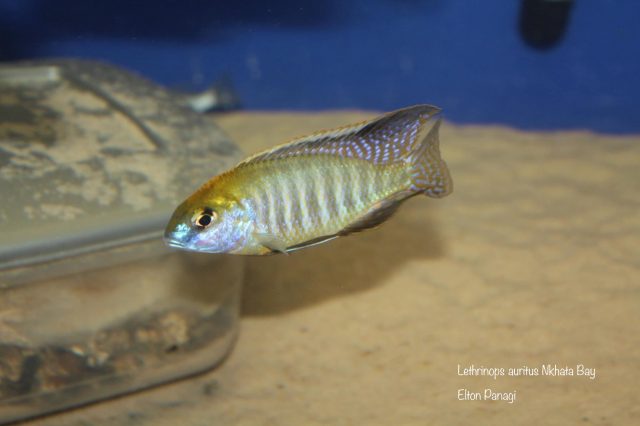 Lethrinops microstoma Nkhata Bay (samec)