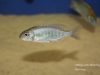 Lethrinops microstoma Nkhata Bay (samice)