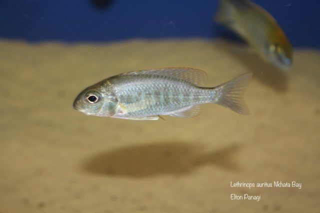 Lethrinops microstoma Nkhata Bay (samice)
