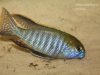 Lethrinops microstoma Nkhata Bay (samec)