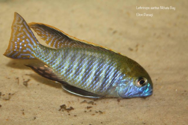 Lethrinops microstoma Nkhata Bay (samec)