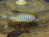 Lethrinops microstoma Nkhata Bay (samec)