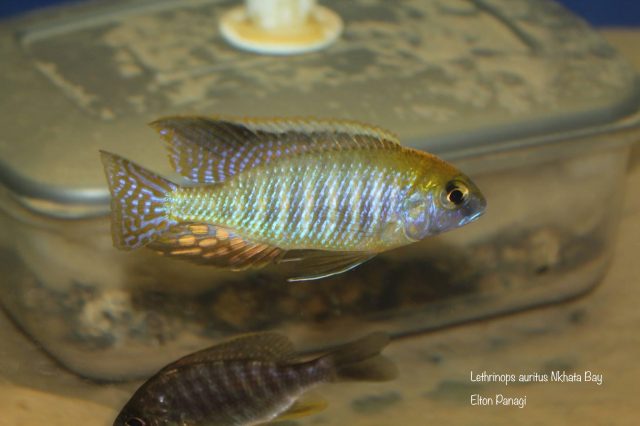 Lethrinops microstoma Nkhata Bay (samec)