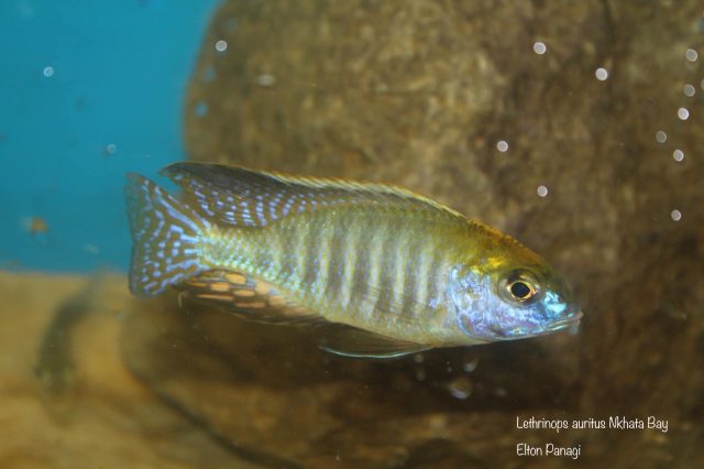 Lethrinops microstoma Nkhata Bay (samec)