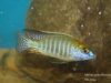Lethrinops microstoma Nkhata Bay (samec)