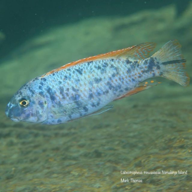 Labeotropheus trewavasae Namalenje Island (MC samec)