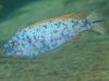 Labeotropheus trewavasae Namalenje Island (MC samec)