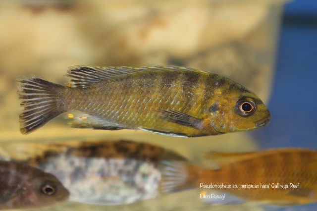 Pseudotropheus sp. 'perspicax hara' (samec)