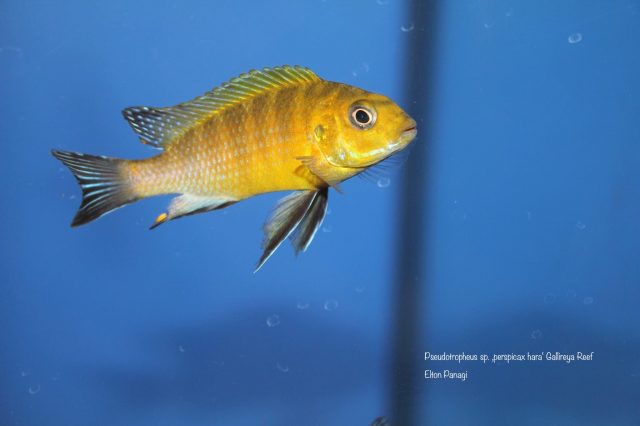 Pseudotropheus sp. 'perspicax hara' (samec)