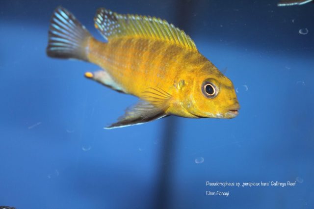 Pseudotropheus sp. 'perspicax hara' (samec)