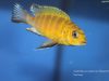 Pseudotropheus sp. 'perspicax hara' (samec)