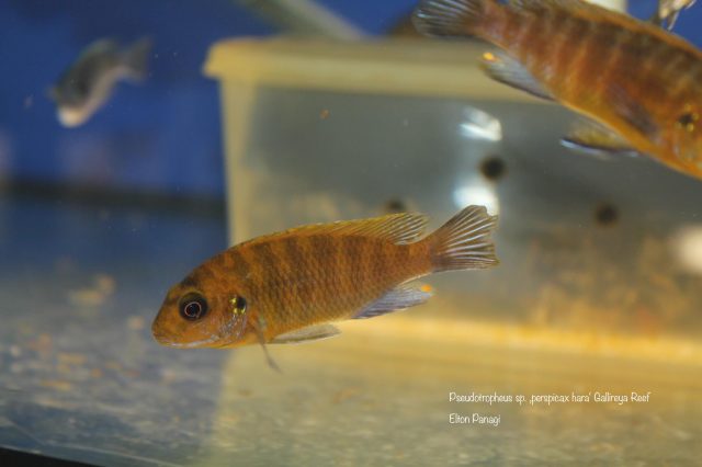 Pseudotropheus sp. 'perspicax hara' (samec)