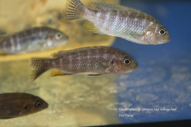 Pseudotropheus sp. 'perspicax hara' (samice)