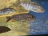 Pseudotropheus sp. 'perspicax hara' (samice)