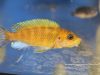 Pseudotropheus sp. ‚perspicax‘