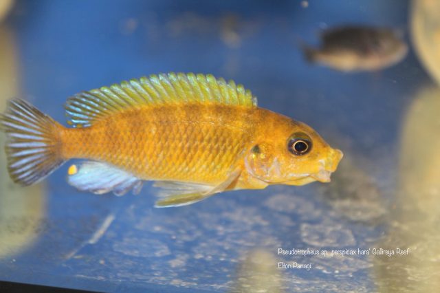 Pseudotropheus sp. &#8218;perspicax&#8216;