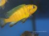Pseudotropheus sp. 'perspicax hara' (samec)