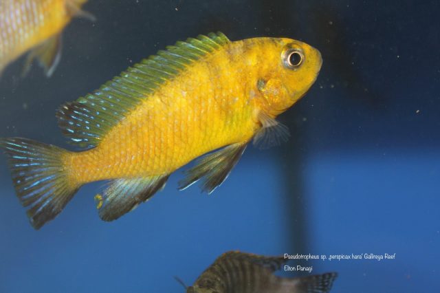 Pseudotropheus sp. 'perspicax hara' (samec)