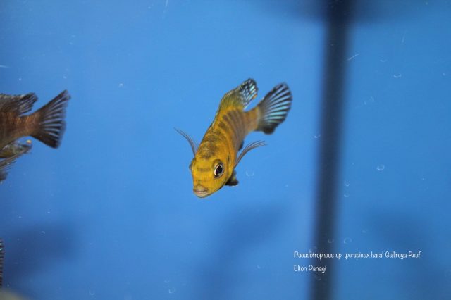 Pseudotropheus sp. 'perspicax hara' (samec)
