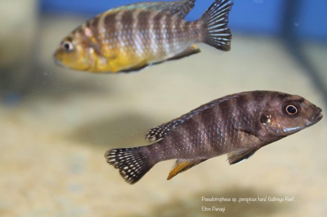 Pseudotropheus sp. 'perspicax hara' (samice)