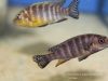 Pseudotropheus sp. 'perspicax hara' (samice)