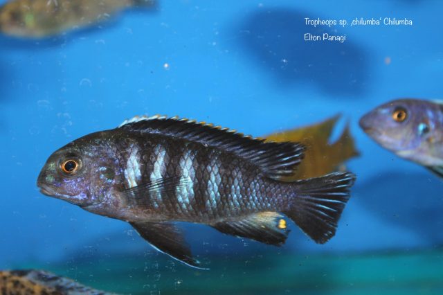 Tropheops sp. 'chilumba' Chilumba