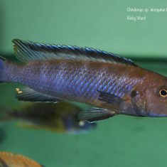 Chindongo sp. ,elongatus brown‘