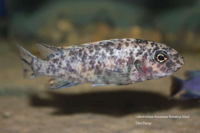 Labeotropheus trewavasae Namalenje Island (OB samice)