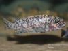 Labeotropheus trewavasae Namalenje Island (OB samice)