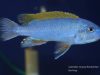 Labeotropheus trewavasae Namalenje Island  