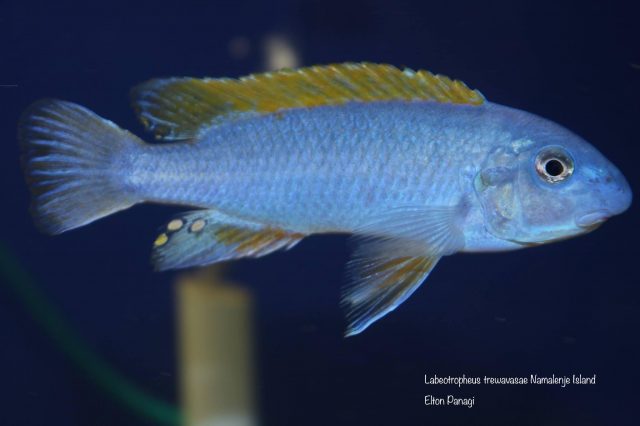 Labeotropheus trewavasae Namalenje Island  