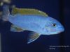 Labeotropheus trewavasae Namalenje Island  